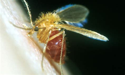 SandflyActual .